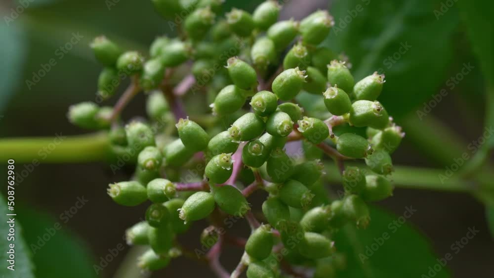 Red Elderberry fruit set (Sambucus Racemosa) - (4K) Red Elderberry fruit set (Sambucus Racemosa) - (4K)