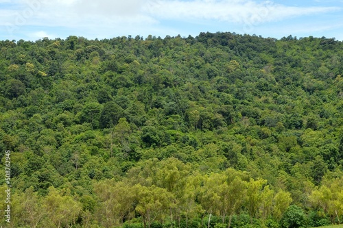 forest in the mountains