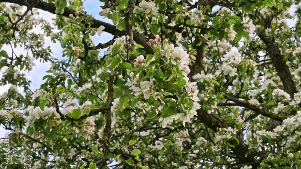 White flourishing spring trees in the park. Spring concept White flourishing spring trees in the park. Spring concept