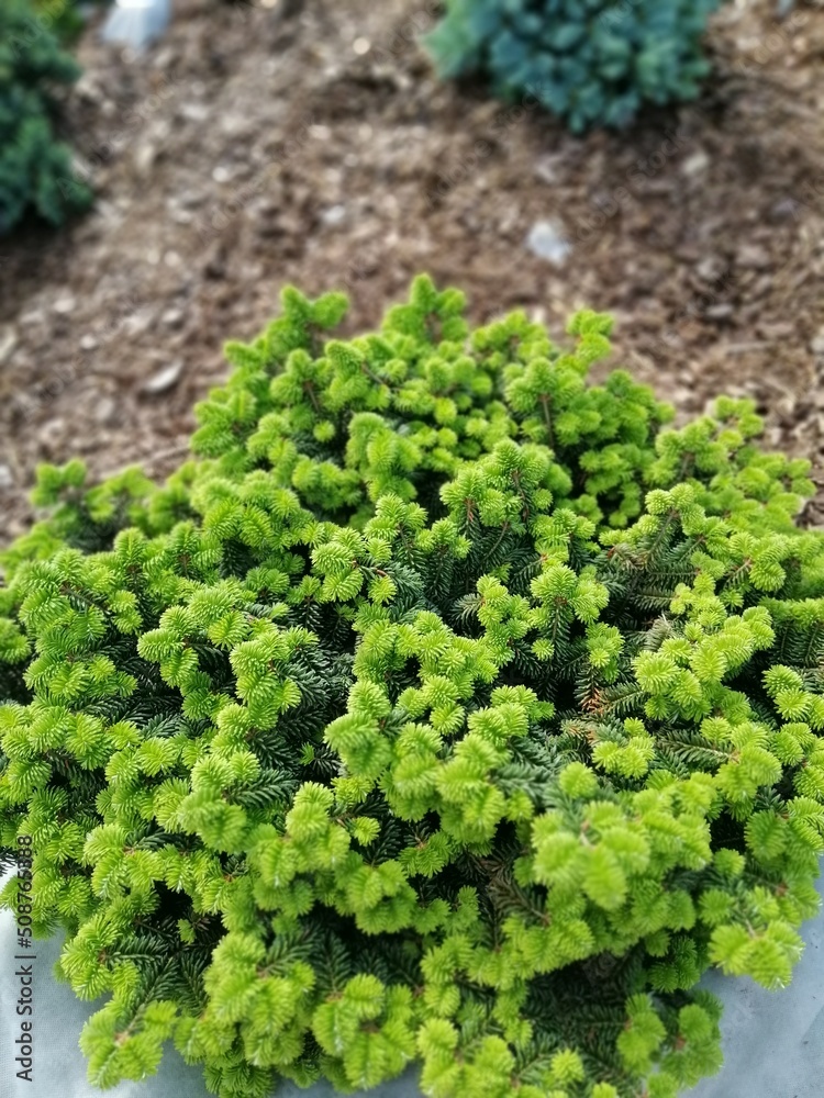 fluffy green large abies balsamea nana close on a mulched bed.Conifer garden plants fluffy green large abies balsamea nana close on a mulched bed.Conifer garden plants