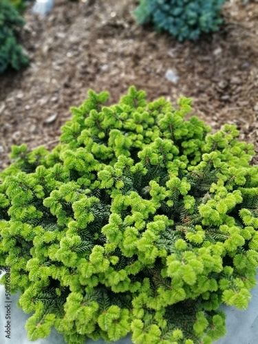 Φωτογραφία fluffy green large abies balsamea nana close on a mulched bed