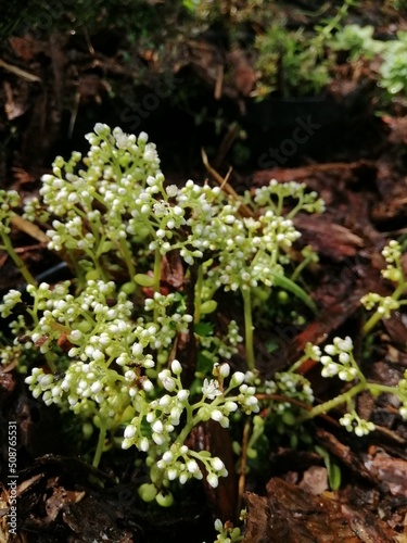 sedums on a flower bed with pine mulch