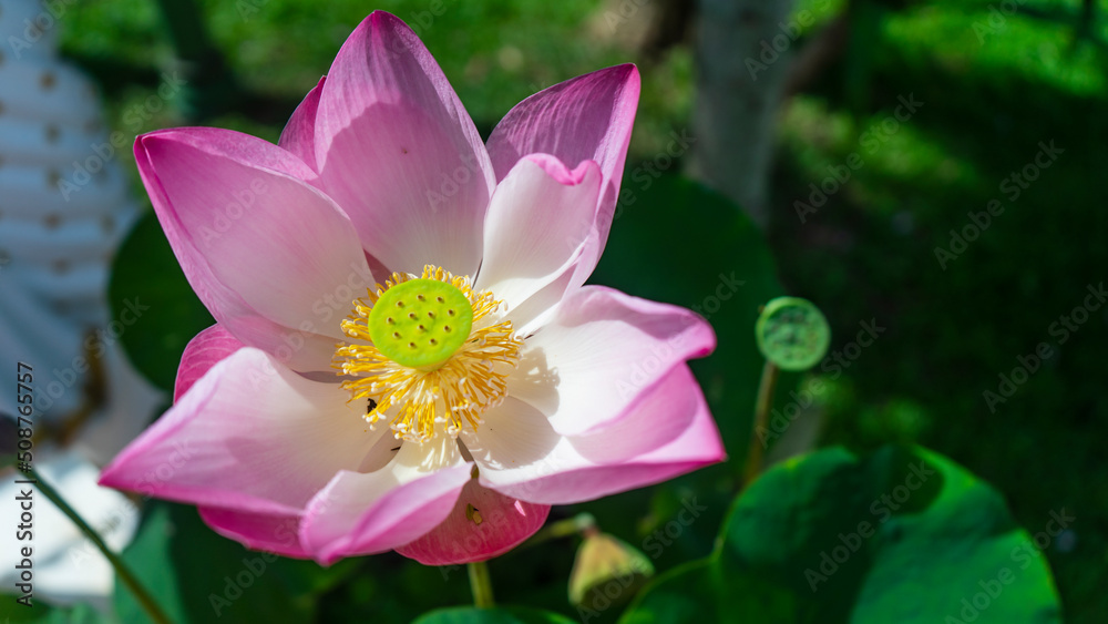 flower,nature,plant,blossom,purple,garden,beauty,leaf,summer,yellow,petal flower,nature,plant,blossom,purple,garden,beauty,leaf,summer,yellow,petal