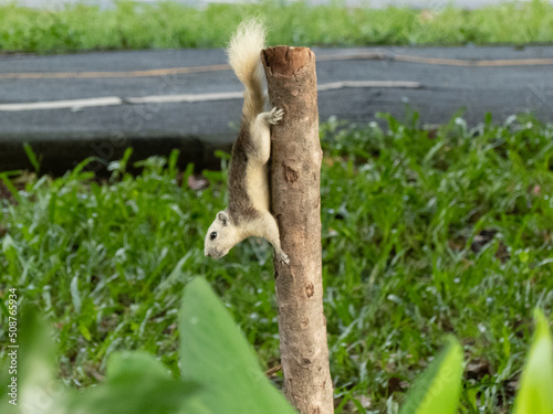 Squirrel 