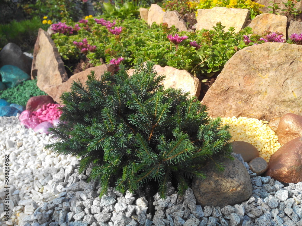 Pink Blooming Sedum Pink Blooming Sedum