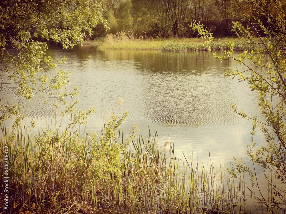 Fototapeta premium lake in the forest