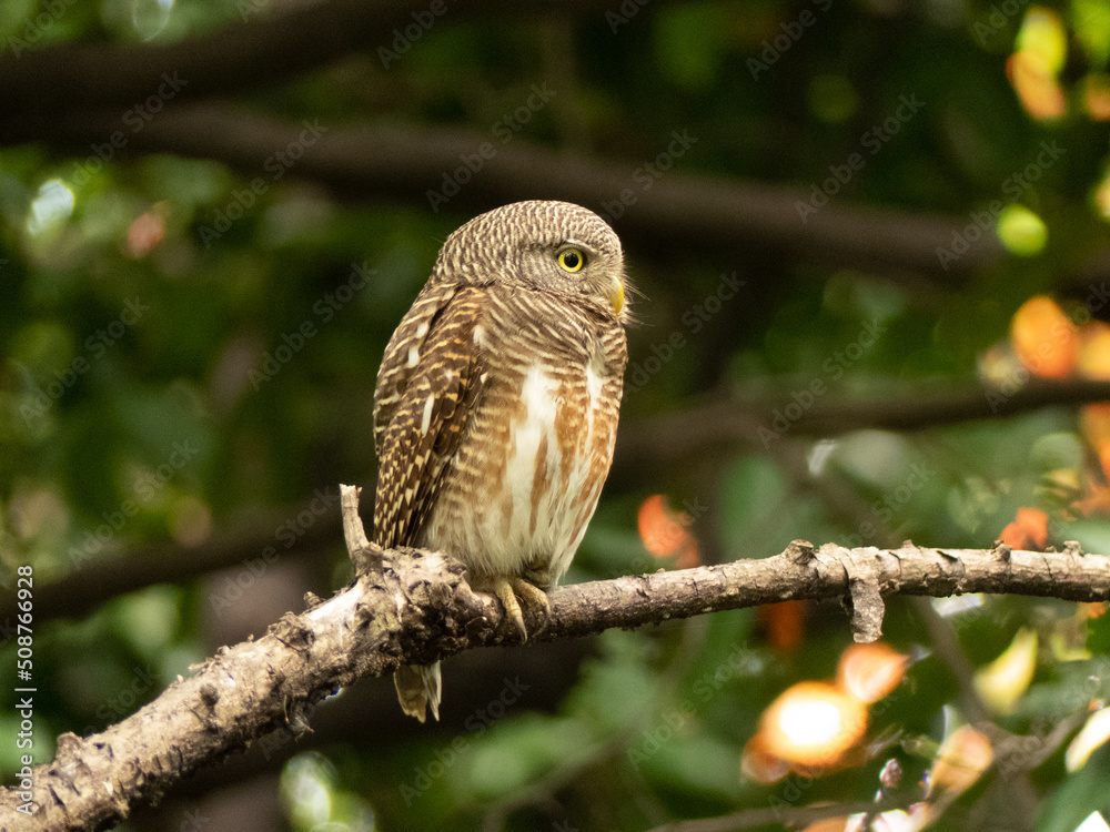 Obraz premium Asian Barred Owlet