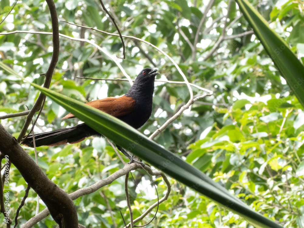 Bird Bird