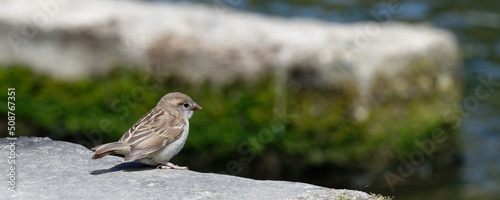  moineau cisalpin - passer italiae
