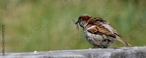  moineau cisalpin - passer italiae
