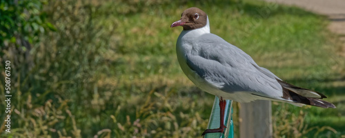 Quadro su tela mouette rieuse - larus ridibundus -  mouette de gaston lagaffe,