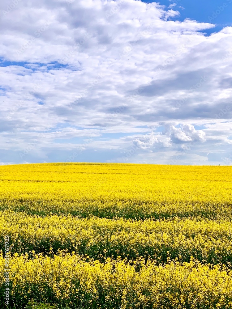 Obraz premium Field blooming yellow flowers against the blue sky with white feathery clouds