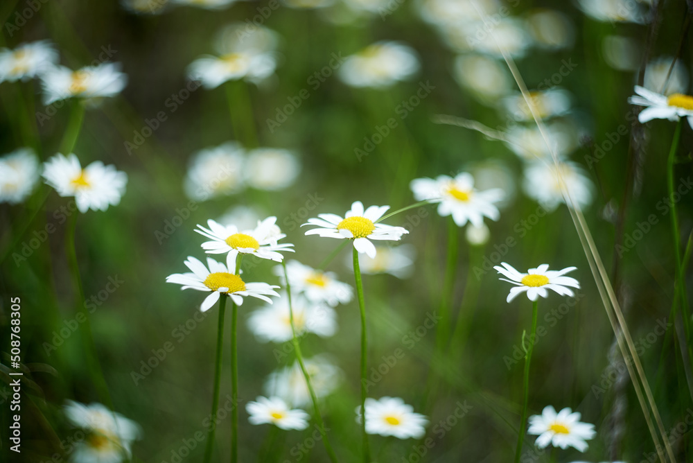 White daisies blooming in the field