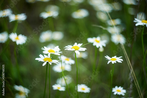 Obraz na płótnie White daisies blooming in the field w salonie