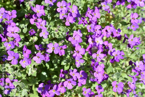 Close up on purple Aubretia deltoidea flowers