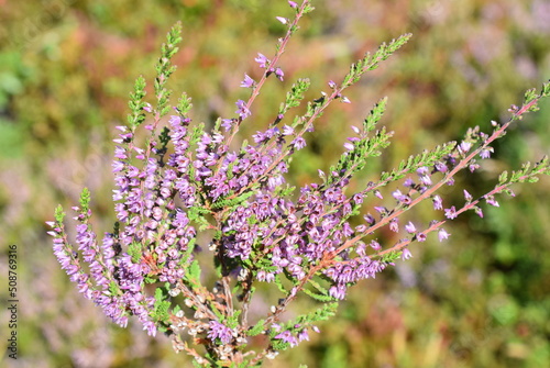 Purple flowers on common heather Calluna vulgaris