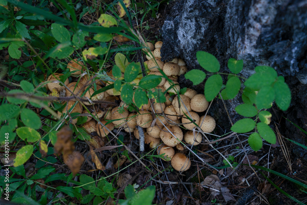 Mushrooms on thin legs with dark and light brown caps grow on a mossy stump on green and yellow blury forest background. Mushrooms on thin legs with dark and light brown caps grow on a mossy stump on green and yellow blury forest background.