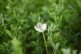 Fluffy dandelion among alfalfa in a field