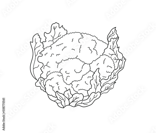 Vector isolated cauliflower head with leaves colorless black and white contour line drawing
