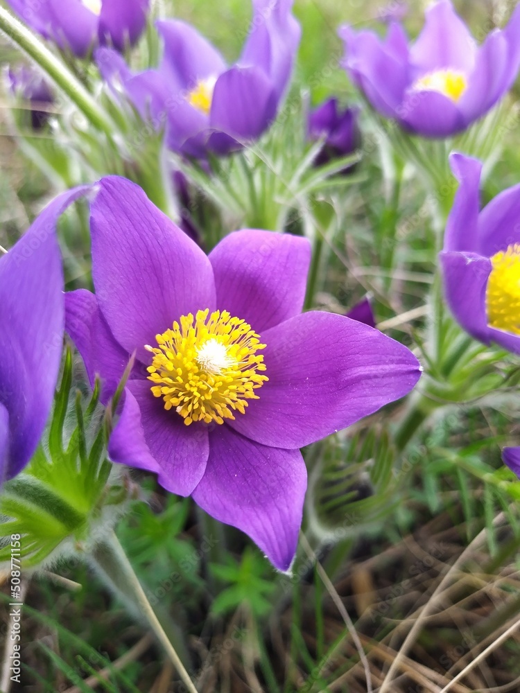 Purple pulsatílla alpína blossom