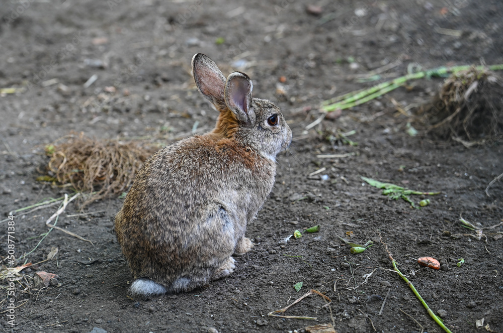 Fototapeta premium Lapin animal garenne
