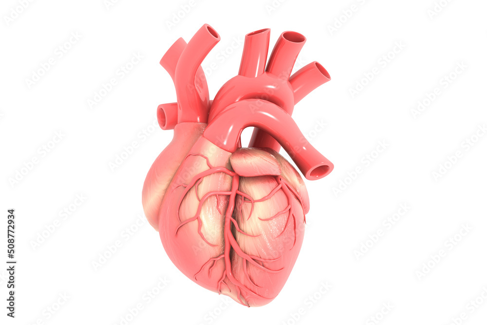Anatomy of a human heart. 3d illustration Anatomy of a human heart. 3d illustration