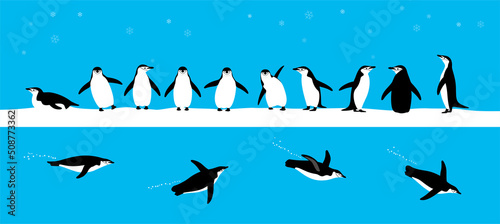 gentoo chinstrap penguins standing on the ground, slipping on the ice, swimming on the sea
