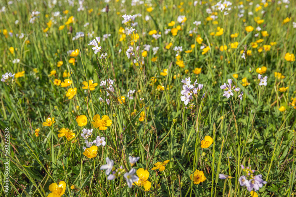 Fototapeta premium Wild plants and flowers along a Dutch polder ditch. The photo shows grasses, yellow buttercups, pale violet cuckoo flowers and other species. The photo was taken at the beginning of the spring season.