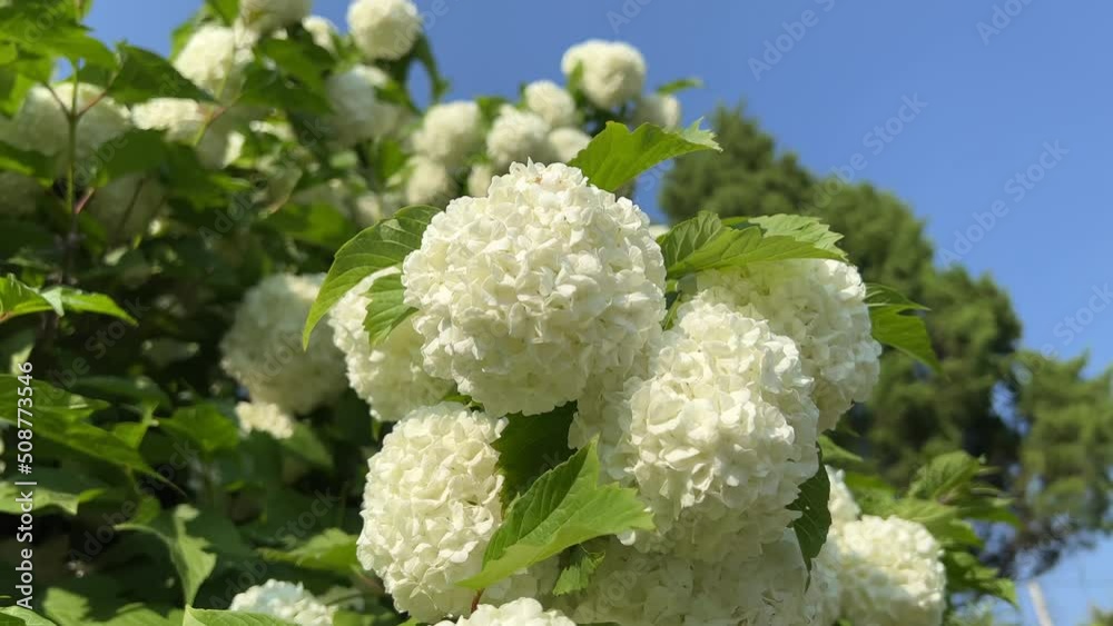 Beautiful Snowball tree in the garden. Blooming spring flowers. Guelder Rose (Viburnum opulus) Beautiful Snowball tree in the garden. Blooming spring flowers. Guelder Rose (Viburnum opulus)