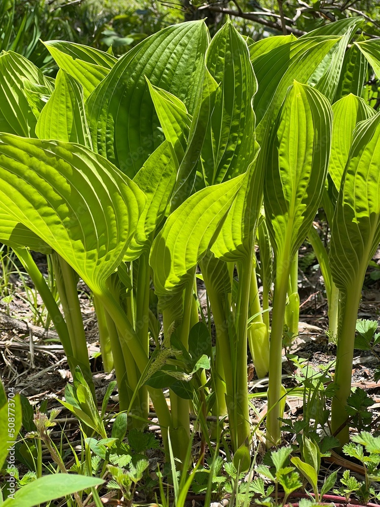 Obraz premium 上高地 ウルイ 山菜 長野県