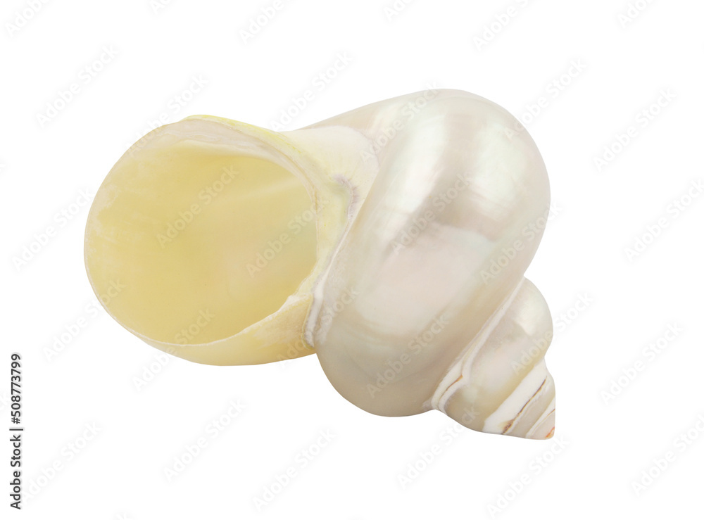 Pearl snail seashell isolated on white background close-up Pearl snail seashell isolated on white background close-up