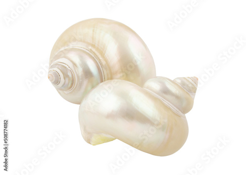 Two pearl seashells isolated on white background