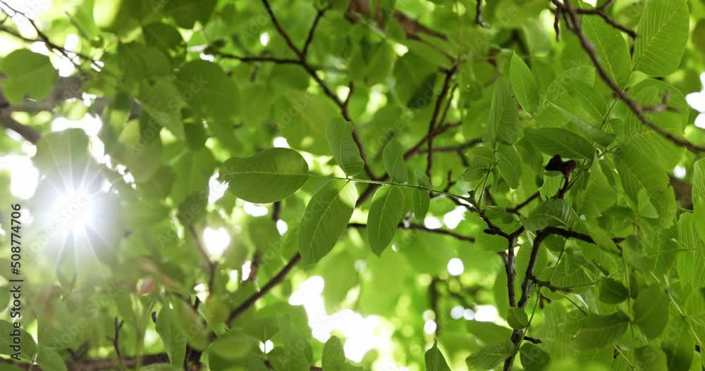 Rich green leaves of a tree waving in wind Rich green leaves of a tree waving in wind