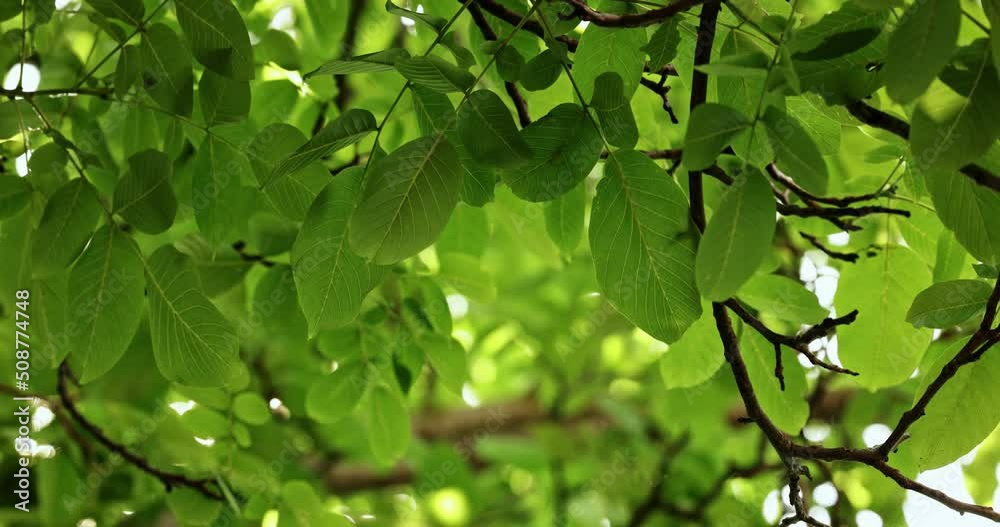 Rich green leaves of a tree waving in wind Rich green leaves of a tree waving in wind