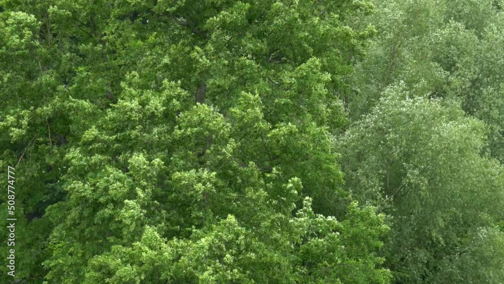 Frame full of leafy trees in the wind.
Telephoto shot of leaves being blown about.