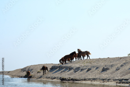horses on the edge of a channel of water. Location: Danube Delta, Romania