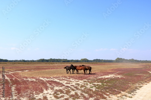 Running wild horses from Danube Delta © Dynamoland