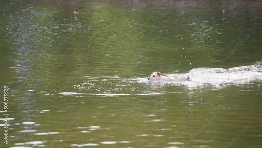 A dog jumping into the park pond to fetch a ball. Slow motion. A dog jumping into the park pond to fetch a ball. Slow motion.
