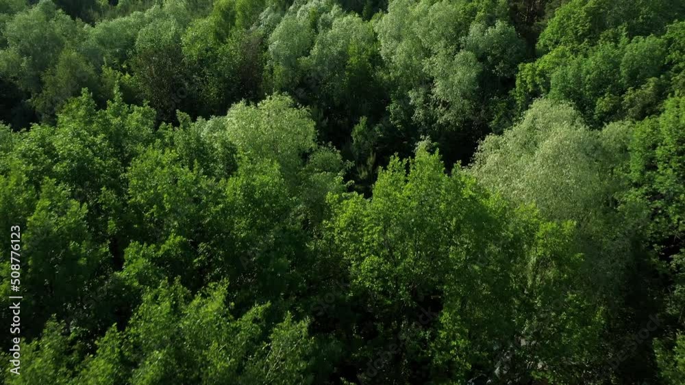 Aerial of flying over a beautiful green forest in a rural landscape. Drone shot flying over tree tops, Nature background. Aerial flyover view shot of summer treetops. Aerial of flying over a beautiful green forest in a rural landscape. Drone shot flying over tree tops, Nature background. Aerial flyover view shot of summer treetops.