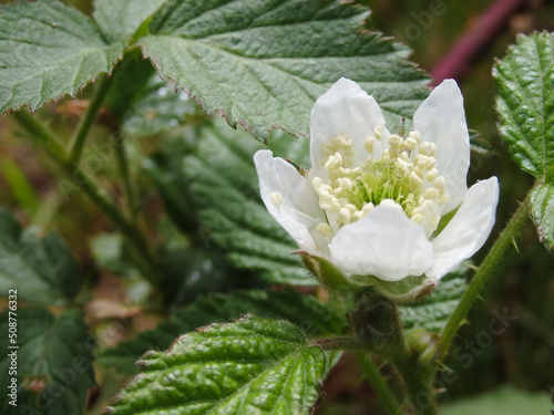 White Flower Blackberry garden. Flower of European blackberry - Rubus fruticosus. Organic Gardening.