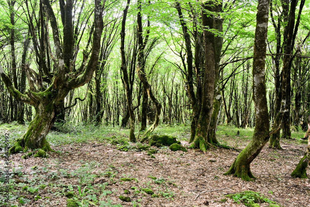 Fototapeta premium Mysterious Abkhazian forest at the Kodori gorge