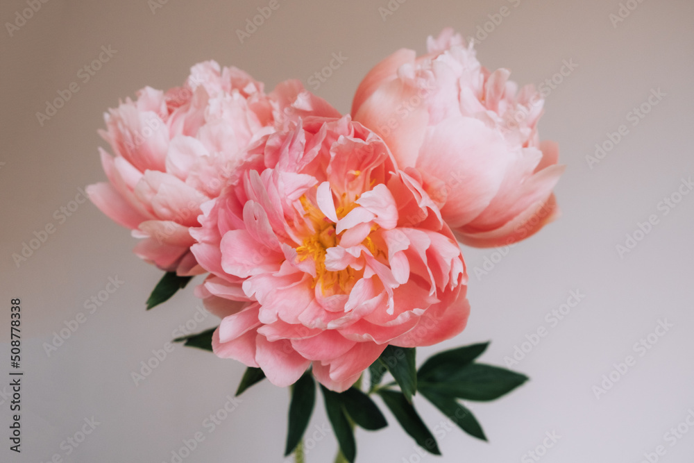 Fototapeta premium Beautiful bunch of fresh Coral Charm peonies in full bloom in vase against white background, close up. Minimalist floral still life with blooming flowers.