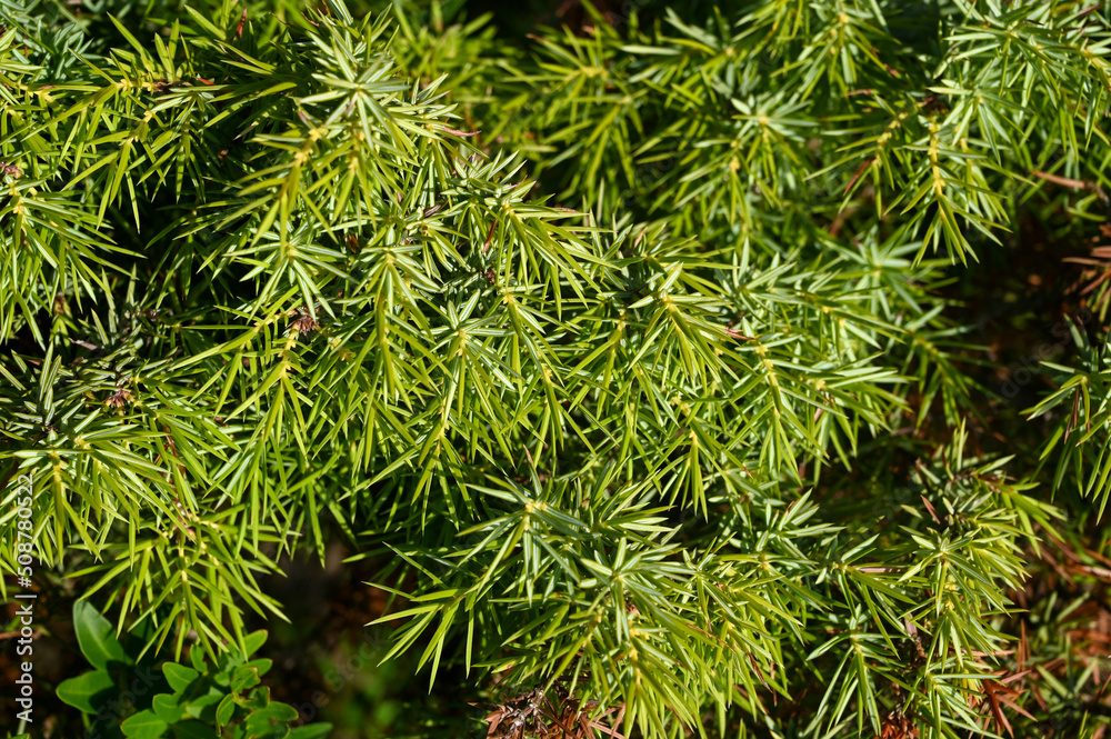 Mediterranean plants and shrubs. Common juniper. Mediterranean plants and shrubs. Common juniper.
