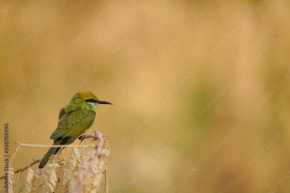 Fototapeta premium Green Bee-eater perched