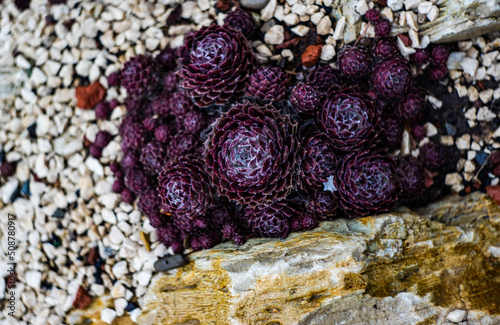 Purple suculent plant in the garden photo