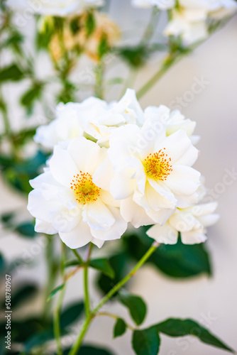 White roses blooming in the garden