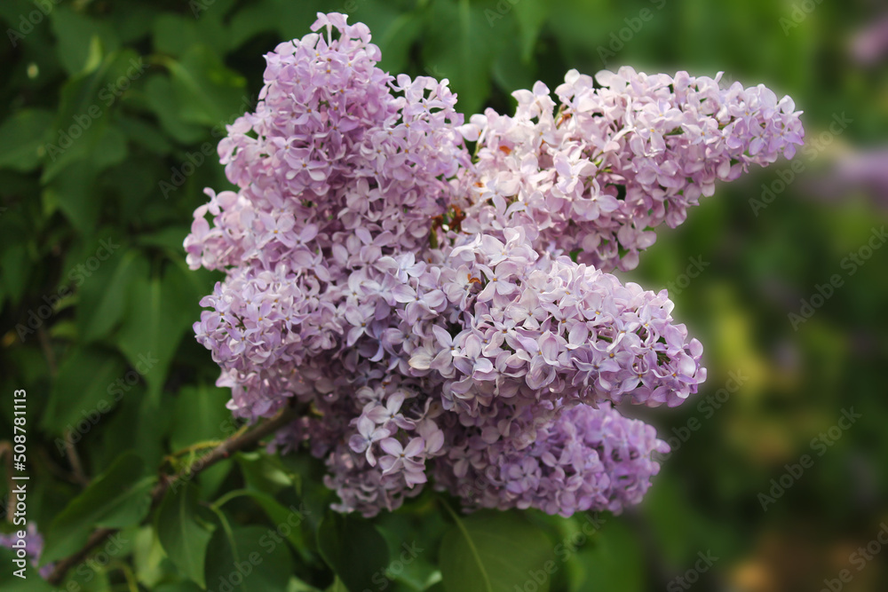 A large bunch of affectionate beautiful purple lilacs against the background of leaves A large bunch of affectionate beautiful purple lilacs against the background of leaves