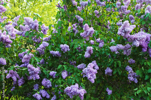 Beautiful lilac background in the city park