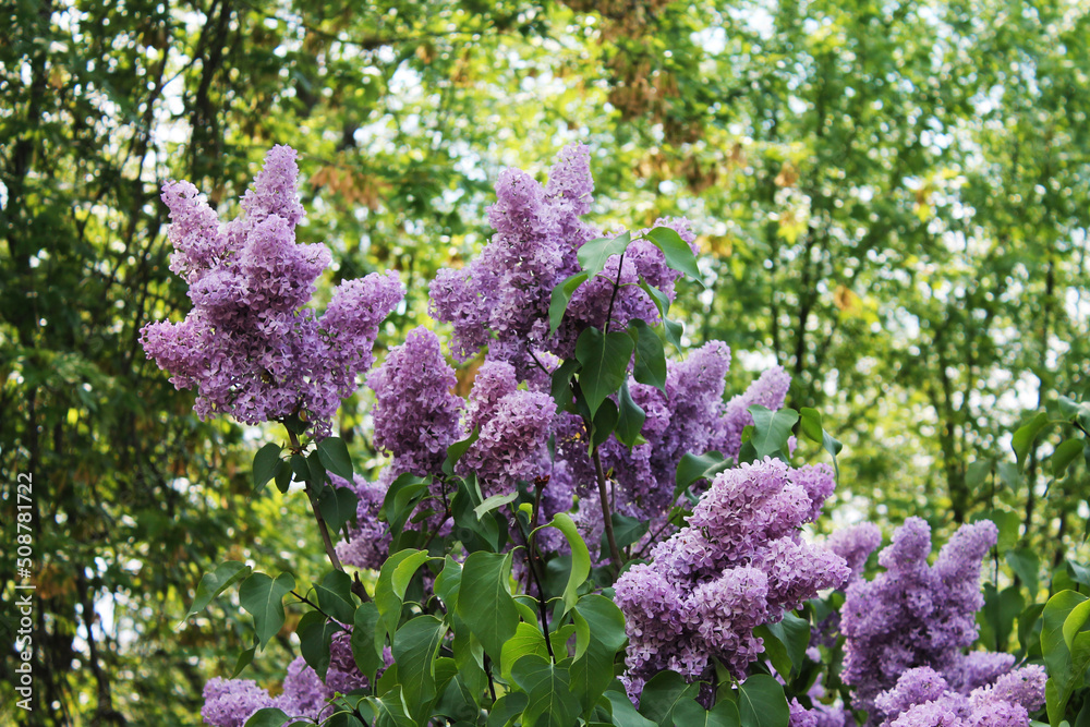 Blue lilac branches rejoice in the sun on a warm sunny day