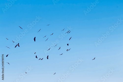 lots of vultures climbing circles in blue sky © Beate